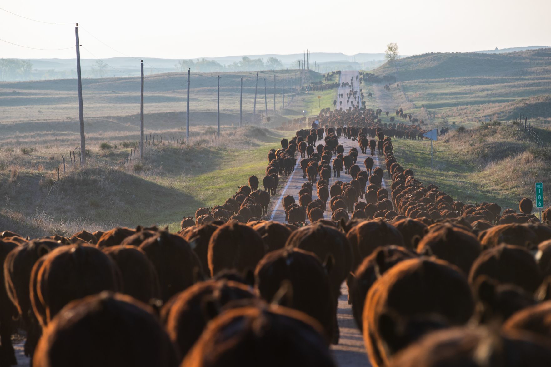 1 - Beef (copy)